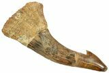 Fossil Sawfish (Onchopristis) Rostral Barb - Morocco #250879-1